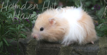 Jolly Cream Giant- Red Eyed Cream Banded Longhaired